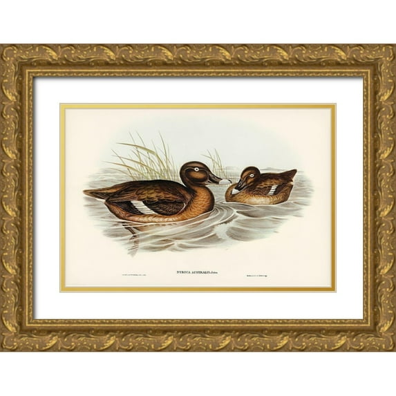 Gould, John 14x11 Gold Ornate Wood Framed with Double Matting Museum Art Print Titled - White-eyed Duck-Nyroca Australis
