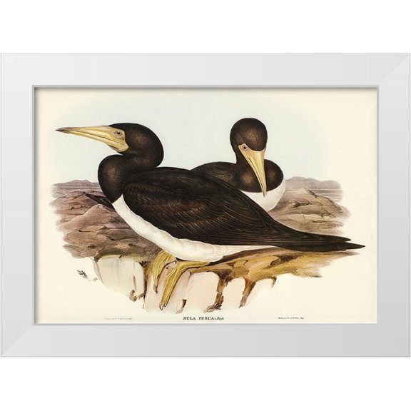 Gould, John 14x11 White Modern Wood Framed Museum Art Print Titled - Brown Gannet-Sula fusca