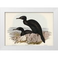 thumbnail image 1 of Gould, John 14x11 White Modern Wood Framed Museum Art Print Titled - Groove-billed Cormorant-Phalacrocorax sulcirostris, 1 of 4