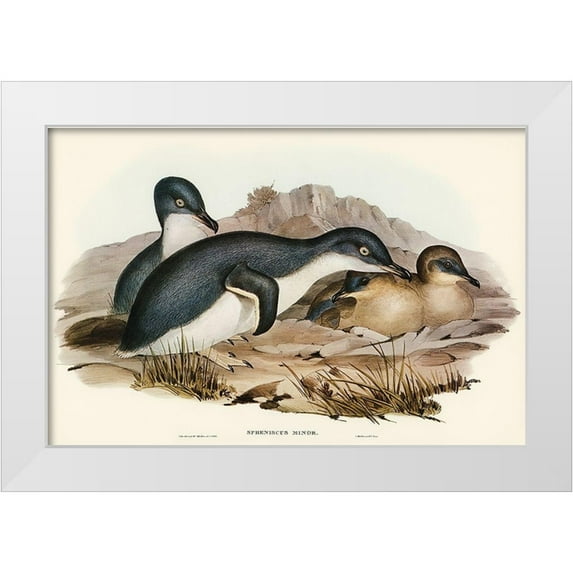Gould, John 14x11 White Modern Wood Framed Museum Art Print Titled - Little Penguin-Spheniscus minor