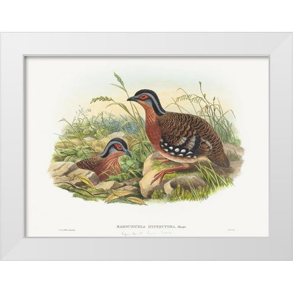 Gould, John 14x11 White Modern Wood Framed Museum Art Print Titled - Rufous-breasted Bamboo Partridge-Bambusicola Hyperythra