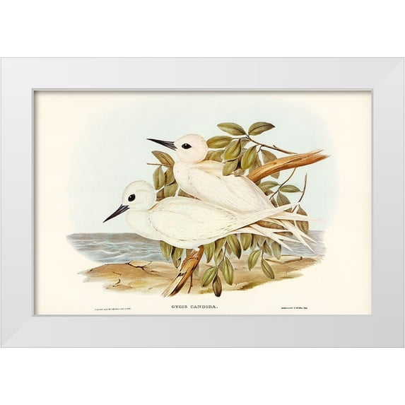 Gould, John 14x11 White Modern Wood Framed Museum Art Print Titled - White Tern-Gygis candida