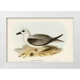 thumbnail image 1 of Gould, John 14x11 White Modern Wood Framed Museum Art Print Titled - White-headed Petrel-Procellaria Lessonii, 1 of 4
