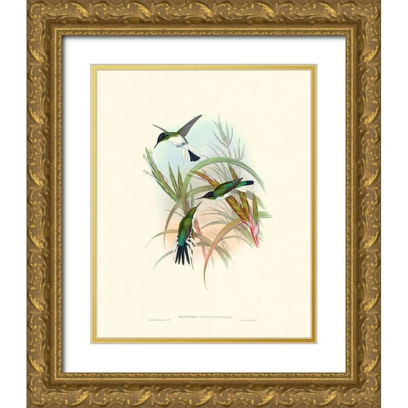 Gould, John 15x18 Gold Ornate Wood Framed with Double Matting Museum Art Print Titled - Hummingbird Delight VII