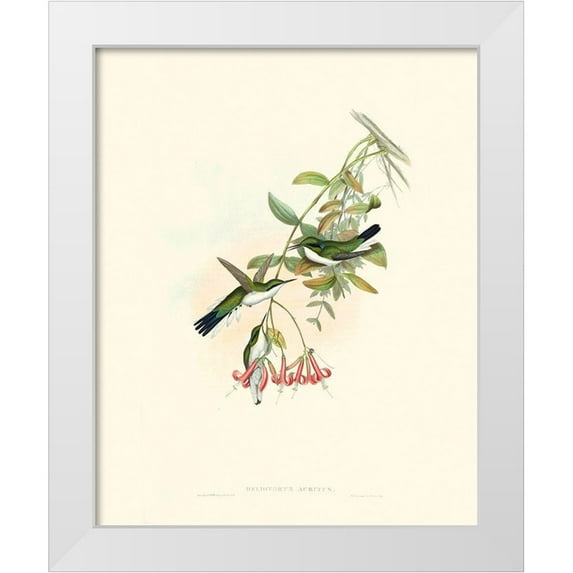 Gould, John 15x18 White Modern Wood Framed Museum Art Print Titled - Hummingbird Delight V