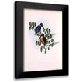 thumbnail image 1 of Gould, John 17x24 Black Modern Framed Museum Art Print Titled - Azure Kingfisher, 1 of 5