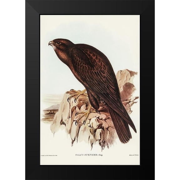 Gould, John 17x24 Black Modern Framed Museum Art Print Titled - Black Falcon-Falco sunnier