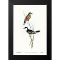 thumbnail image 1 of Gould, John 17x24 Black Modern Framed Museum Art Print Titled - Black and White cuckooshrike-Campephaga leucomela, 1 of 4