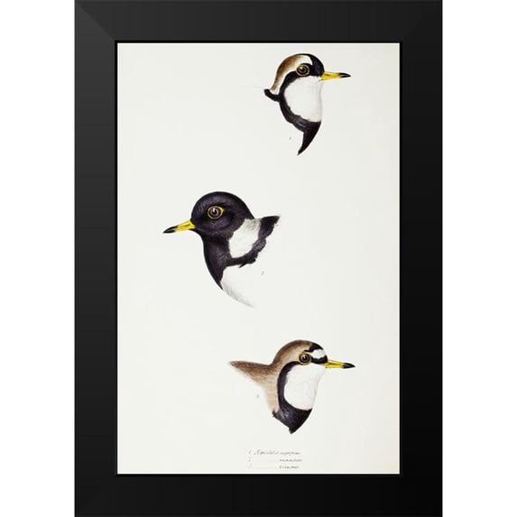 Gould, John 17x24 Black Modern Framed Museum Art Print Titled - Black-fronted dotterel-Lesser sand-plover and Double-banded plover