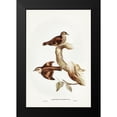 thumbnail image 1 of Gould, John 17x24 Black Modern Framed Museum Art Print Titled - Brown Tree-Creeper-Climacteris scandens, 1 of 4