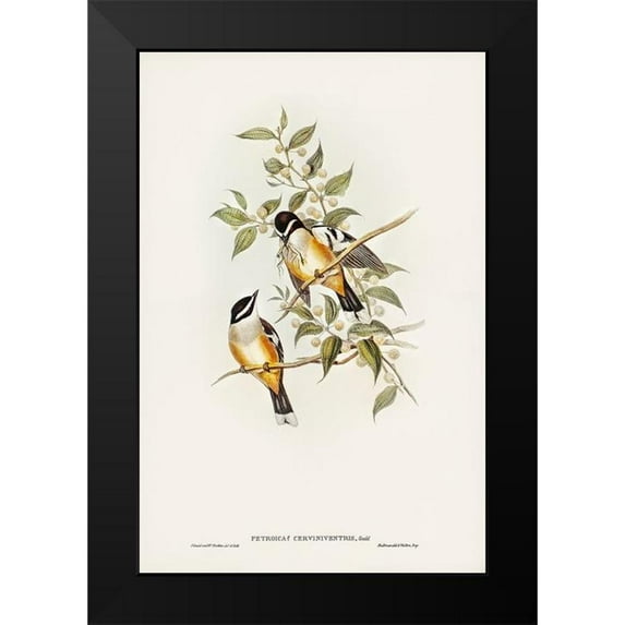 Gould, John 17x24 Black Modern Framed Museum Art Print Titled - Buff-sided Robin-Petroica cerviniventris