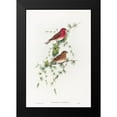 thumbnail image 1 of Gould, John 17x24 Black Modern Framed Museum Art Print Titled - Carpodacus erythrinus-Common Rose Finch, 1 of 4