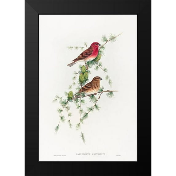 Gould, John 17x24 Black Modern Framed Museum Art Print Titled - Carpodacus erythrinus-Common Rose Finch