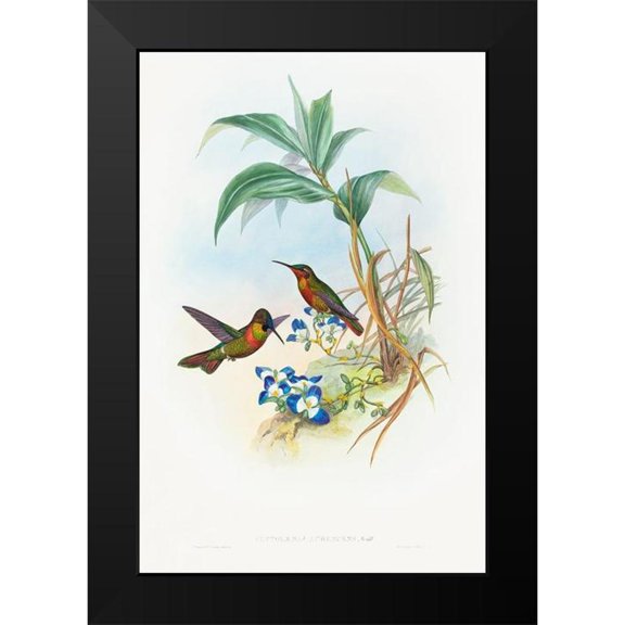 Gould, John 17x24 Black Modern Framed Museum Art Print Titled - Clytolaema aurescens-Banded Ruby or Goulds Ruby