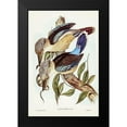 thumbnail image 1 of Gould, John 17x24 Black Modern Framed Museum Art Print Titled - Fawn-breasted Kingfisher-Dacelo corvina, 1 of 4