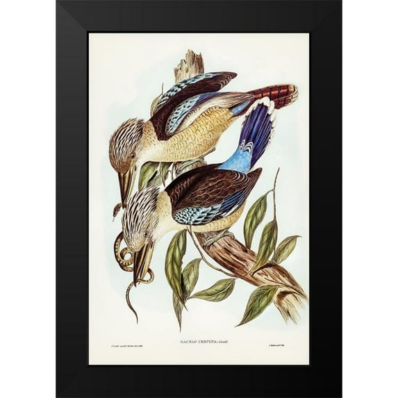 Gould, John 17x24 Black Modern Framed Museum Art Print Titled - Fawn-breasted Kingfisher-Dacelo corvina