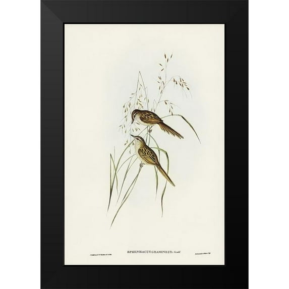 Gould, John 17x24 Black Modern Framed Museum Art Print Titled - Grass-loving Sphenoeacus-Sphenoeacus gramineus