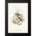 thumbnail image 1 of Gould, John 17x24 Black Modern Framed Museum Art Print Titled - Horsfieldâ€™s Mirafra-Mirafra Horsfieldii, 1 of 4