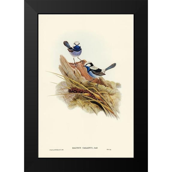 Gould, John 17x24 Black Modern Framed Museum Art Print Titled - Turquoisine Superb Warbler-Malurus callainus