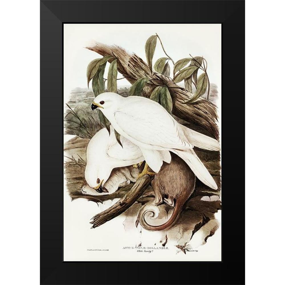 Gould, John 17x24 Black Modern Framed Museum Art Print Titled - White ...