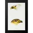 thumbnail image 1 of Gould, John 17x24 Black Modern Framed Museum Art Print Titled - White-breasted sea-eagle and Little eagle, 1 of 4