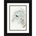 thumbnail image 1 of Gould, John 17x24 Black Ornate Wood Framed with Double Matting Museum Art Print Titled - Dicaeum Hirundinaceum-Swallow Diaeumby, 1 of 4