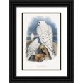 thumbnail image 1 of Gould, John 17x24 Black Ornate Wood Framed with Double Matting Museum Art Print Titled - Greenland Falcon, 1 of 4