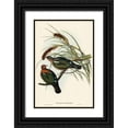 thumbnail image 1 of Gould, John 17x24 Black Ornate Wood Framed with Double Matting Museum Art Print Titled - Little Green Pigeon-Chalcophaps chrysochlora, 1 of 4