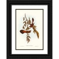 thumbnail image 1 of Gould, John 17x24 Black Ornate Wood Framed with Double Matting Museum Art Print Titled - Rufous-fronted Fantail-Rhipidura rufifrons, 1 of 4