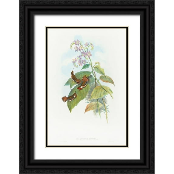 Gould, John 17x24 Black Ornate Wood Framed with Double Matting Museum Art Print Titled - Selashorus scintilla-Scintillant Hummingbird