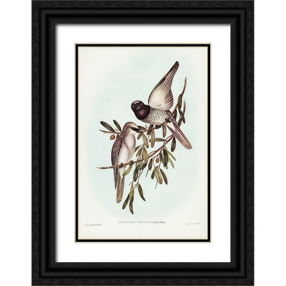Gould, John 17x24 Black Ornate Wood Framed with Double Matting Museum Art Print Titled - Varied Graucalus-Graucalus mentalis
