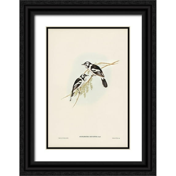 Gould, John 17x24 Black Ornate Wood Framed with Double Matting Museum Art Print Titled - White-eared Flycatcher-Monarcha leucotis