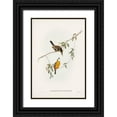 thumbnail image 1 of Gould, John 17x24 Black Ornate Wood Framed with Double Matting Museum Art Print Titled - Yellow-breasted Flycatcher-Machaerirhynchus flaviventer, 1 of 4