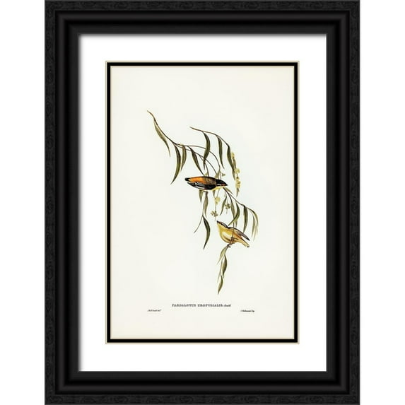 Gould, John 17x24 Black Ornate Wood Framed with Double Matting Museum Art Print Titled - Yellow-rumped Pardalote-Pardalotus uropygialis