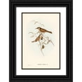 thumbnail image 1 of Gould, John 17x24 Black Ornate Wood Framed with Double Matting Museum Art Print Titled - Yellow-spotted Honey-eater-Ptilotis notata, 1 of 4