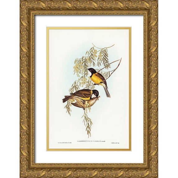 Gould, John 17x24 Gold Ornate Wood Framed with Double Matting Museum Art Print Titled - Blue Shining Flycatcher-Piezorhynchus nitidus