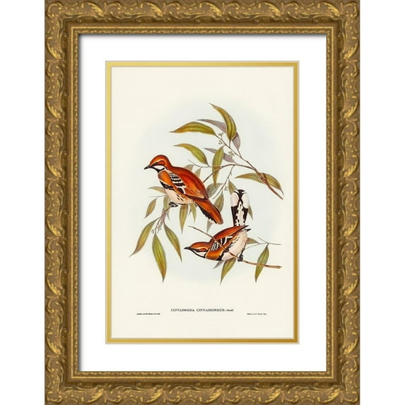 Gould, John 17x24 Gold Ornate Wood Framed with Double Matting Museum Art Print Titled - Cinnamon-coloured Cinclosoma-Cinclosoma cinnamomeus