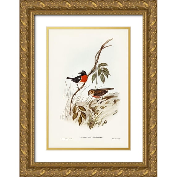 Gould, John 17x24 Gold Ornate Wood Framed with Double Matting Museum Art Print Titled - Norfolk Island Robin-Petroica erythrogastra