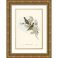 thumbnail image 1 of Gould, John 17x24 Gold Ornate Wood Framed with Double Matting Museum Art Print Titled - Robust Zosterops-Zosterops strenuus, 1 of 4