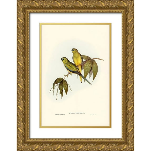 Gould, John 17x24 Gold Ornate Wood Framed with Double Matting Museum Art Print Titled - Rock Grass-Parakeet-Euphema petrophila
