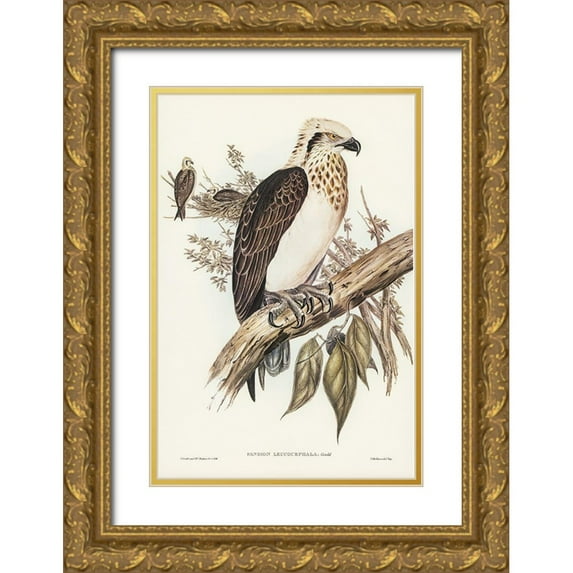 Gould, John 17x24 Gold Ornate Wood Framed with Double Matting Museum Art Print Titled - White-headed Osprey-Pandion leucocephalus