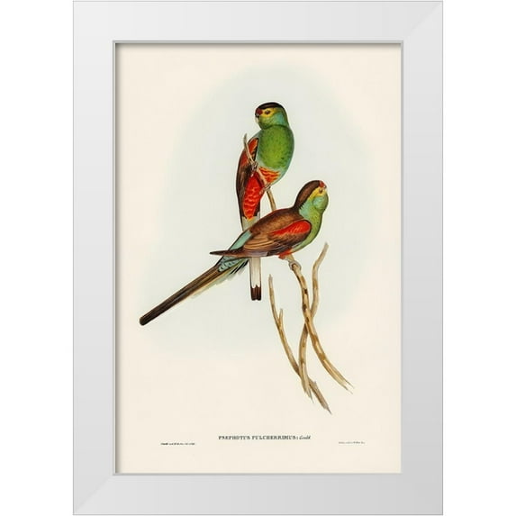 Gould, John 17x24 White Modern Wood Framed Museum Art Print Titled - Beautiful Parakeet-Psephotus pulcherrimus