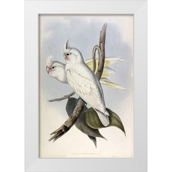 Gould, John 17x24 White Modern Wood Framed Museum Art Print Titled - Blood stained Cockatoo