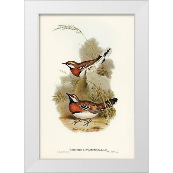 Gould, John 17x24 White Modern Wood Framed Museum Art Print Titled - Chestnut-breasted Ground-Thrush-Cinclosoma castaneothorax