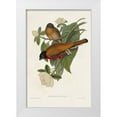 thumbnail image 1 of Gould, John 17x24 White Modern Wood Framed Museum Art Print Titled - Elegant Trogons VIII, 1 of 4