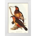 thumbnail image 1 of Gould, John 17x24 White Modern Wood Framed Museum Art Print Titled - Philip Island Parrot-Nestor productus, 1 of 4