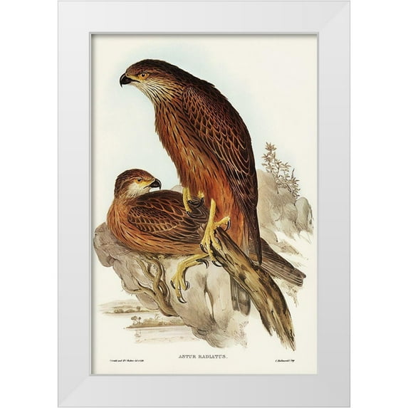 Gould, John 17x24 White Modern Wood Framed Museum Art Print Titled - Radiated Goshawk-Astur radintus