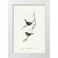 thumbnail image 1 of Gould, John 17x24 White Modern Wood Framed Museum Art Print Titled - Red-eared Finch-Estrelda oculea, 1 of 4