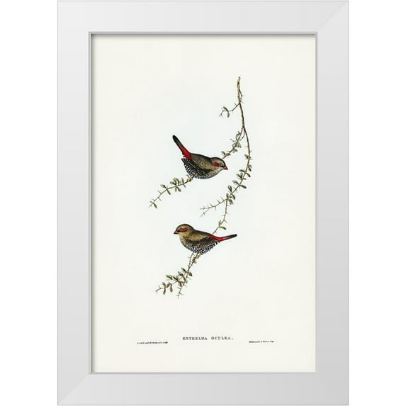 Gould, John 17x24 White Modern Wood Framed Museum Art Print Titled - Red-eared Finch-Estrelda oculea