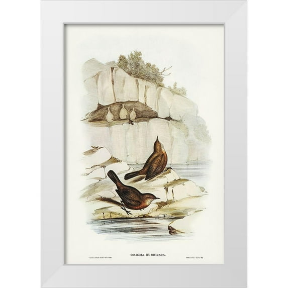 Gould, John 17x24 White Modern Wood Framed Museum Art Print Titled - Rock Warbler-Origma rubricata